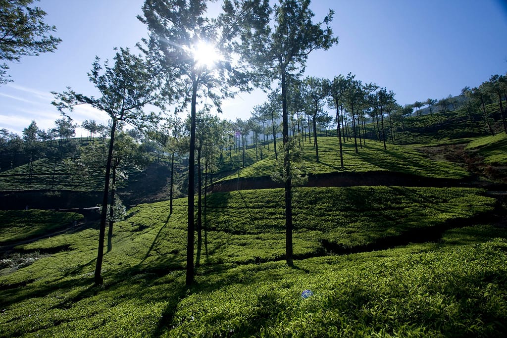 Tea Country — Hill-station mornings, Kerala