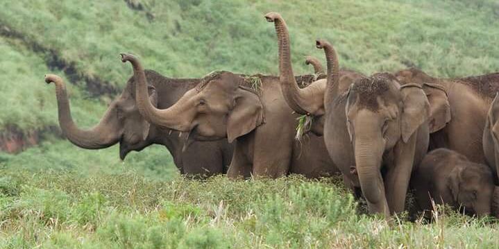 A herd of wild elephants grazing in the green hills of Thekkady, Kerala